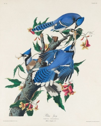 Picture of BLUE JAY