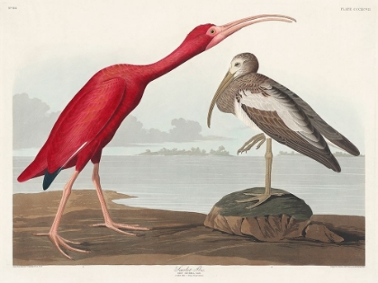 Picture of SCARLET IBIS