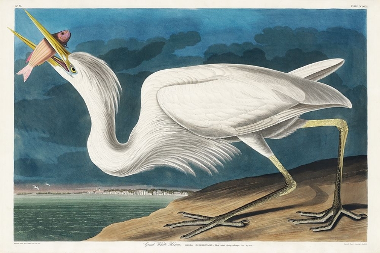 Picture of GREAT WHITE HERON