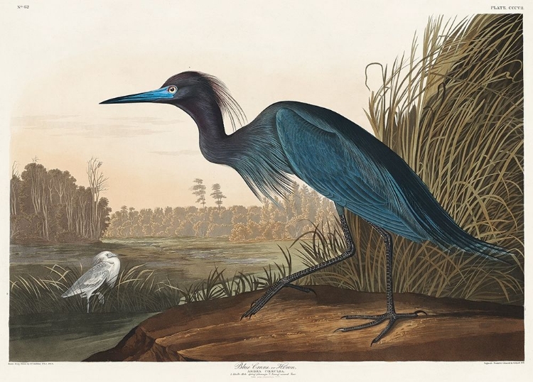 Picture of BLUE CRANE OR HERON