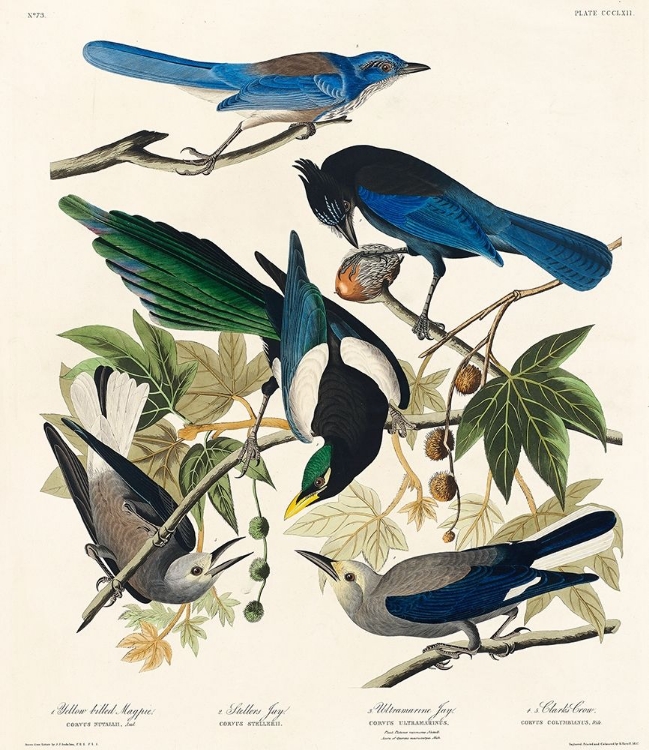 Picture of YELLOW-BILLED MAGPIE, STELLERS JAY, ULTRAMARINE JAY AND CLARKS CROW