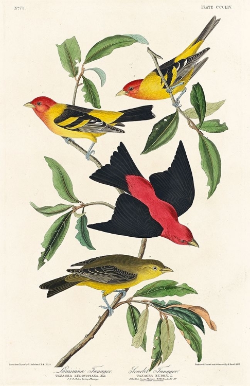 Picture of LOUISIANA TANAGER AND SCARLET TANAGER