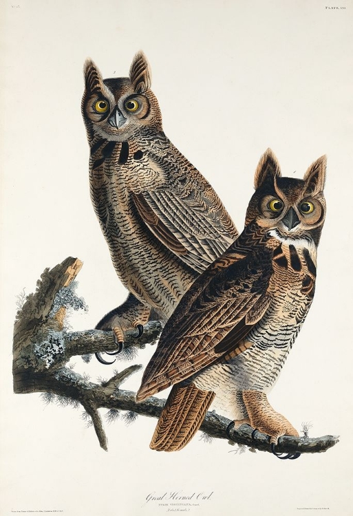 Picture of GREAT HORNED OWL