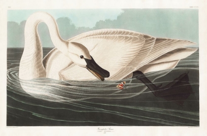 Picture of TRUMPETER SWAN