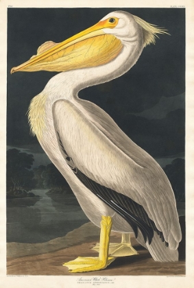 Picture of AMERICAN WHITE PELICAN