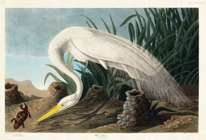 Picture of WHITE HERON