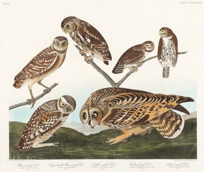 Picture of BURROWING OWL, LARGE-HEADED BURROWING OWL, LITTLE NIGHT OWL, COLUMBIAN OWL AND SHORT-CARED OWL