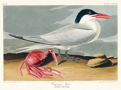 Picture of CAYENNE TERN