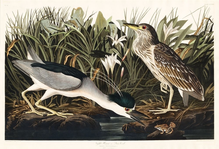 Picture of NIGHT HERON, OR QUA BIRD