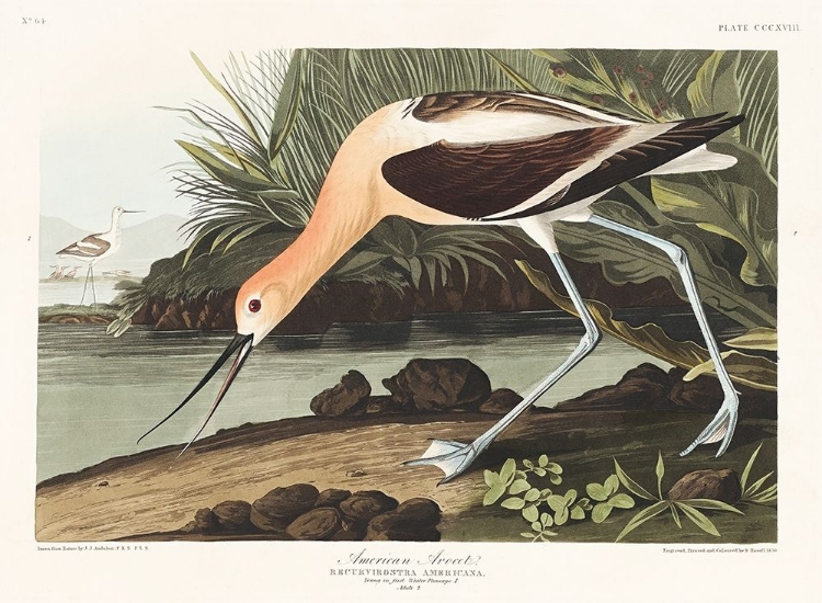 Picture of AMERICAN AVOCET