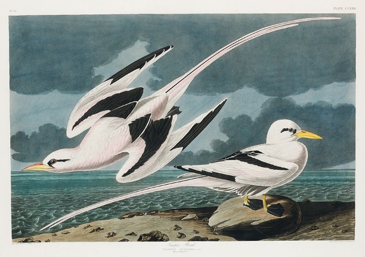 Picture of TROPIC BIRD