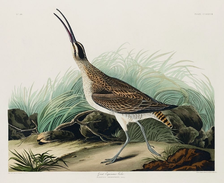 Picture of HUDSONIAN CURLEW