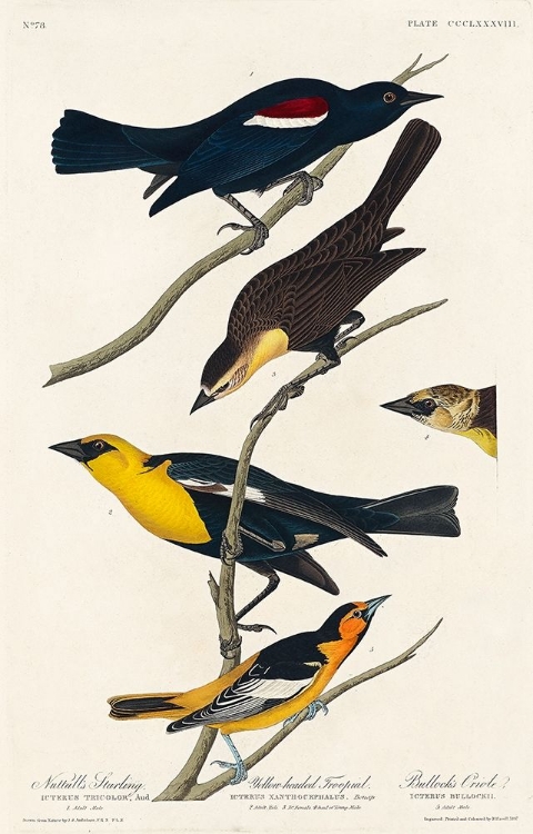 Picture of NUTTALLS STARLING, YELLOW-HEADED TROOPIAL AND BULLOCKS ORIOLE