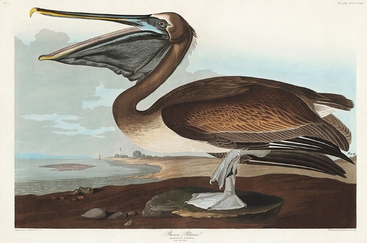 Picture of BROWN PELICAN