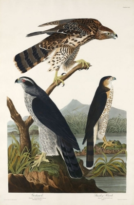 Picture of GOSHAWK AND STANLEY HAWK