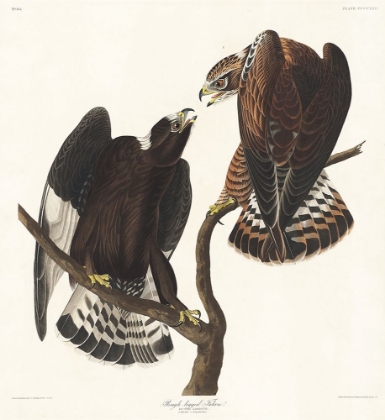 Picture of ROUGH-LEGGED FALCON