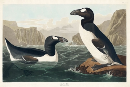 Picture of GREAT AUK