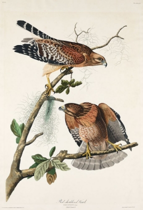 Picture of RED-SHOULDERED HAWK