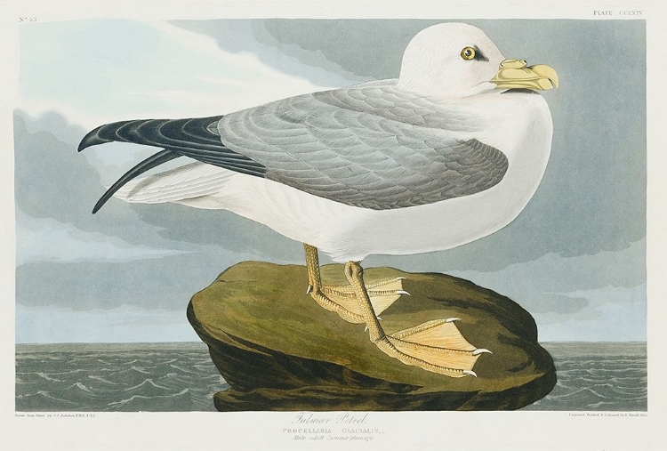 Picture of FULMAR PETREL