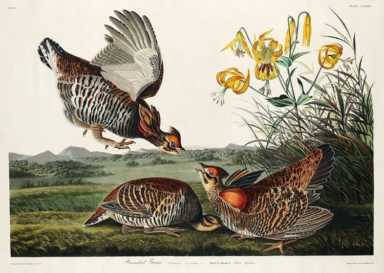 Picture of PINNATED GROUSE