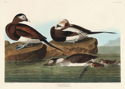 Picture of LONG-TAILED DUCK