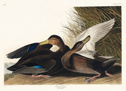 Picture of DUSKY DUCK