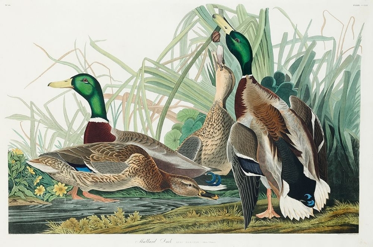 Picture of MALLARD DUCK