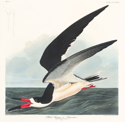 Picture of BLACK SKIMMER