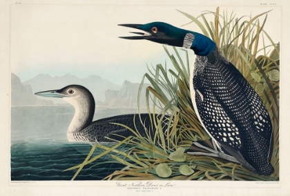 Picture of GREAT NORTHERN DIVER OR LOON