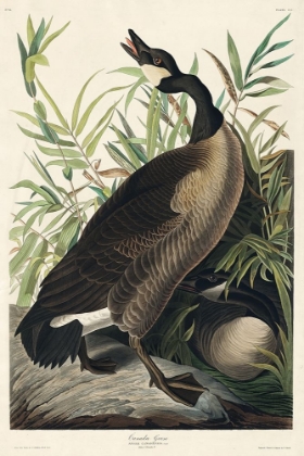 Picture of CANADA GOOSE