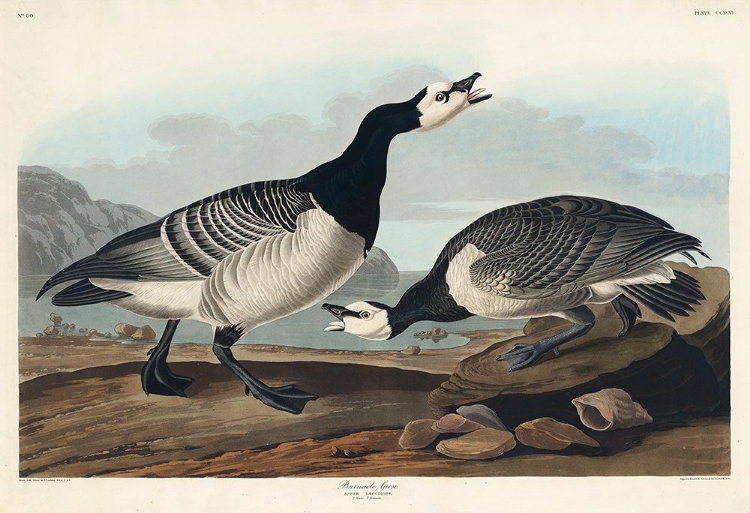 Picture of BARNACLE GOOSE