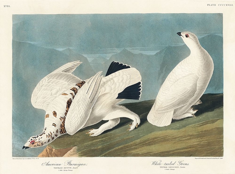 Picture of AMERICAN PTARMIGAN AND WHITE-TAILED GROUS