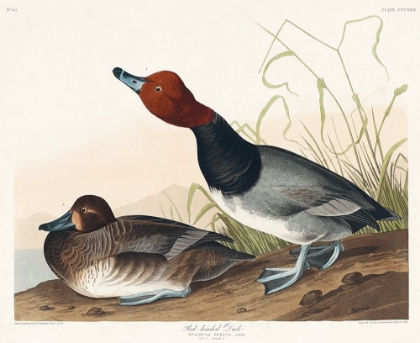 Picture of RED-HEADED DUCK