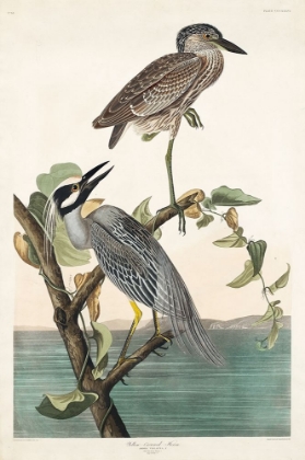 Picture of YELLOW-CROWNED HERON