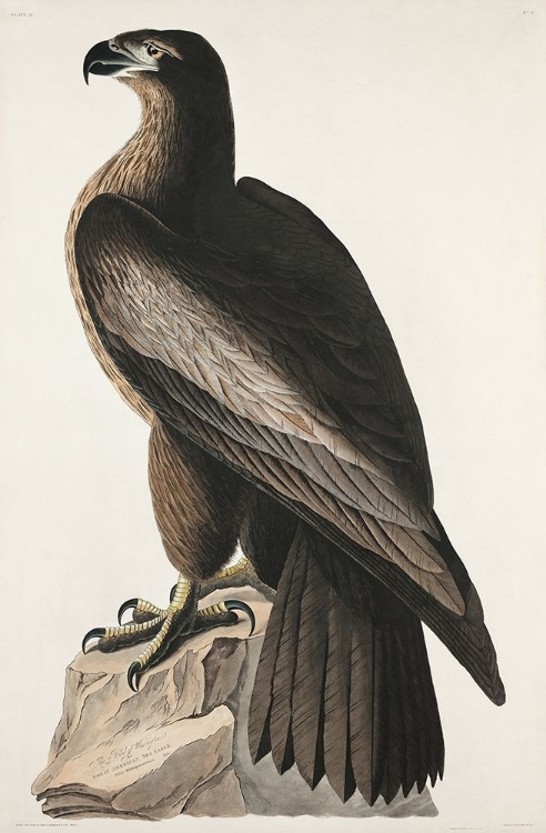 Picture of THE BIRD OF WASHINGTON OR GREAT AMERICAN SEA EAGLE