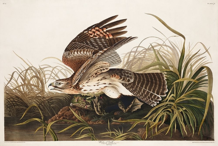 Picture of WINTER HAWK