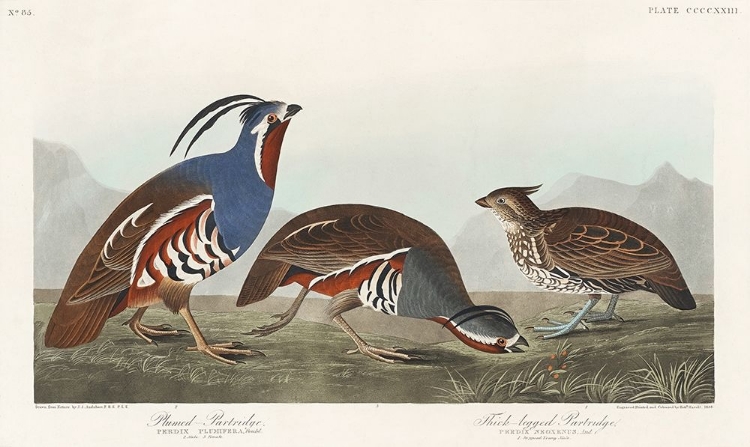 Picture of PLUMED PARTRIDGE AND THICK-LEGGED PARTRIDGE