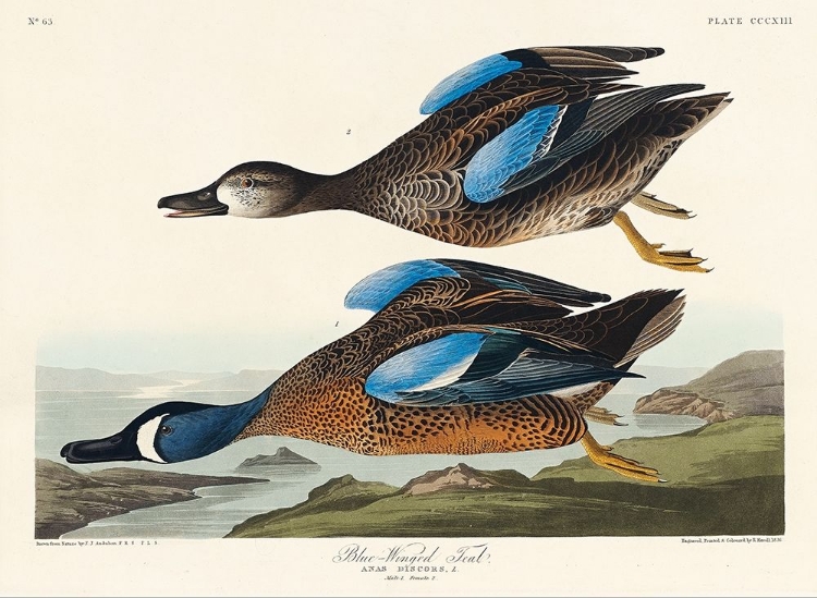 Picture of BLUE-WINGED TEAL