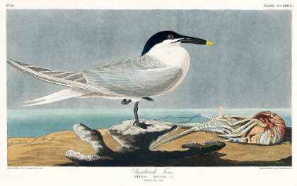 Picture of SANDWICH TERN