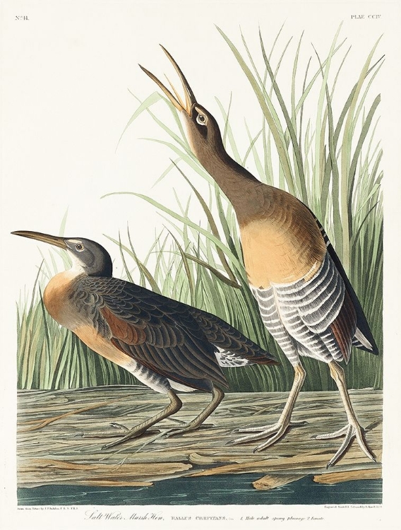 Picture of SALT WATER MARSH HEN