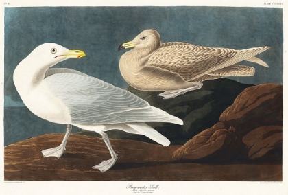 Picture of BURGOMASTER GULL