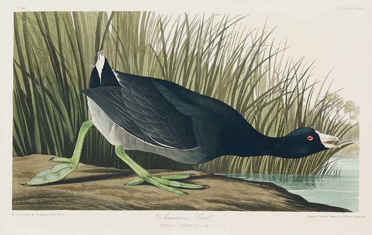 Picture of AMERICAN COOT