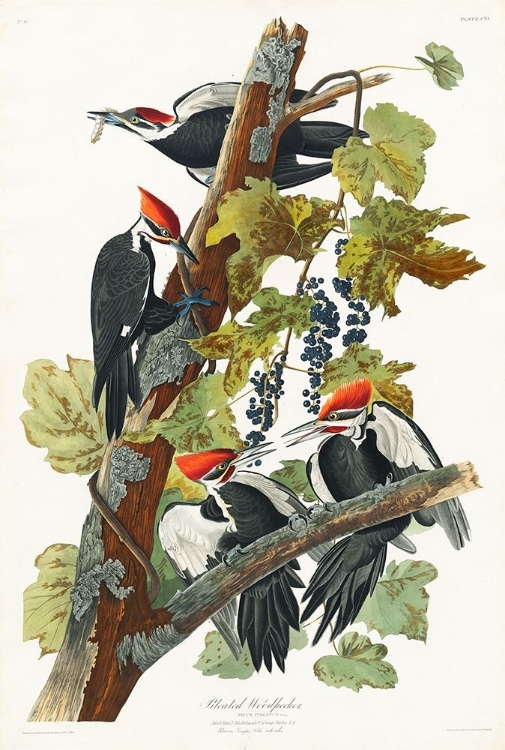 Picture of PILEATED WOODPECKER