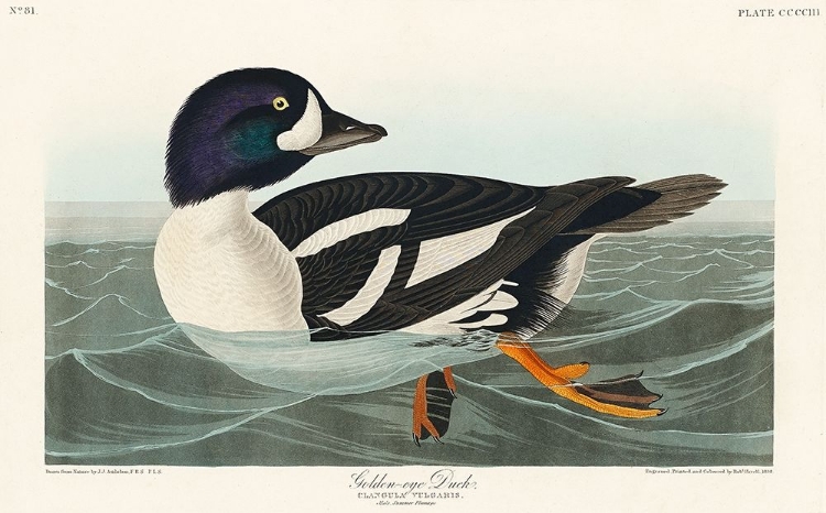 Picture of GOLDEN-EYE DUCK