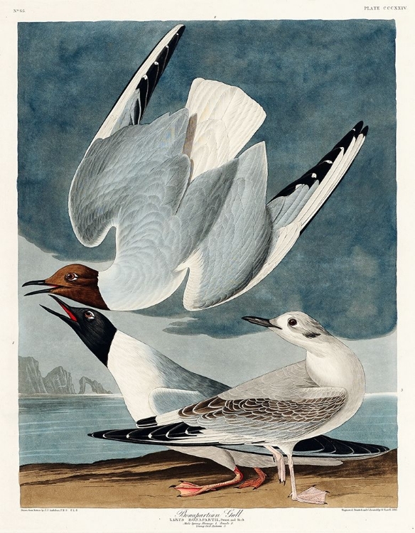 Picture of BONAPARTIAN GULL