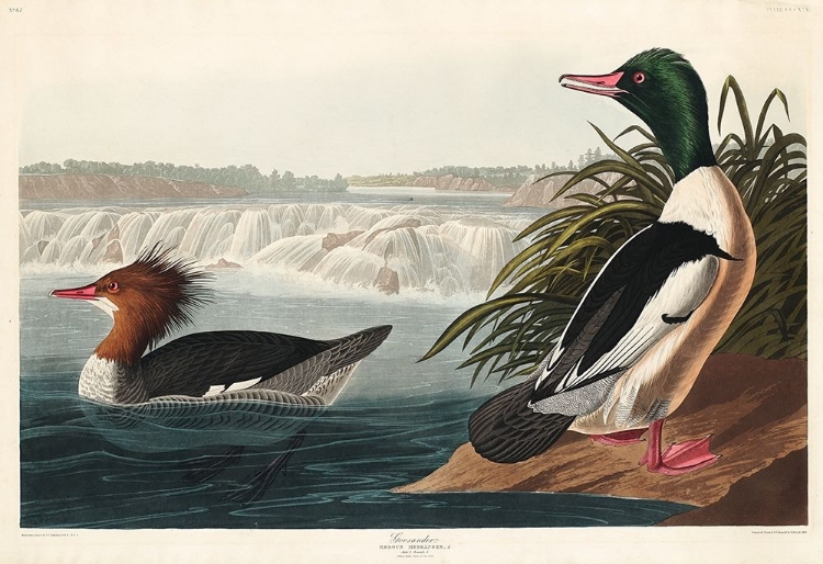 Picture of GOOSANDER