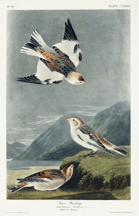 Picture of SNOW BUNTING