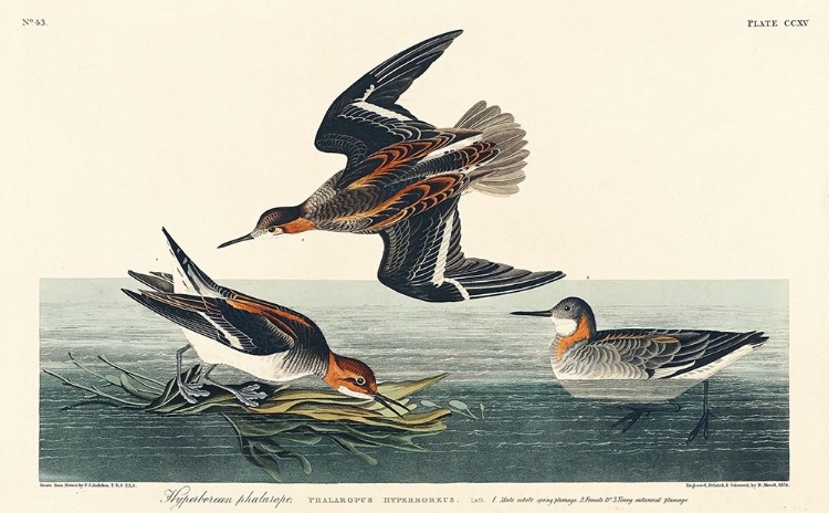 Picture of HYPERBOREAN PHALAROPE