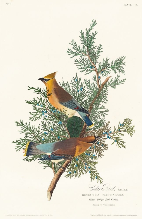 Picture of CEDAR BIRD