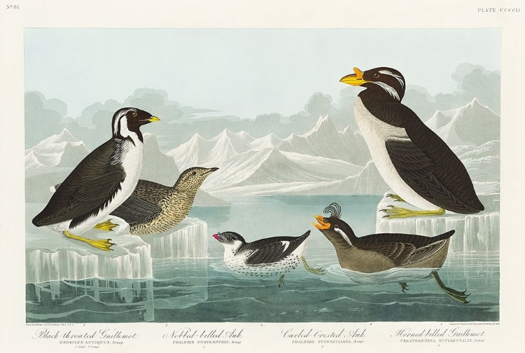 Picture of BLACK-THROATED GUILLEMOT, NOBBED-BILLED AUK, CURLED-CRESTED AUK AND HORNED-BILLED GUILLEMOT